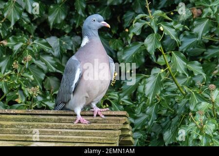 Woodpigeon comune, ( Columba Palumbus) arroccato sulla cima di un alimentatore di uccelli, Livingston, West Lothian, Scozia, Regno Unito. Foto Stock