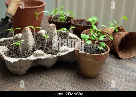 Piantine vegetali in scatole di uova riutilizzate, cocco e pentole di ceramica, il concetto di giardinaggio ecologico e la crescita del proprio cibo a casa Foto Stock