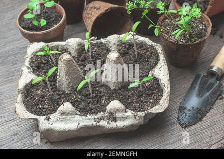Germogli di pomodoro in scatole di uova, basilico e prezzemolo in pentole di cocco e ceramica, il concetto di zero rifiuti e la crescita del proprio cibo a casa Foto Stock