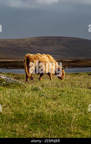 Una mucca delle Highlands che pascolano vicino ad un lago, sull'isola Ebridea del nord Uist Foto Stock