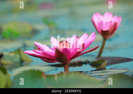 Immagine giglio d'acqua rosso Foto Stock