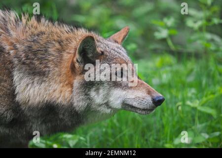 Primo piano ritratto di lupo solitario eurasiatico / lupo grigio europeo / lupo grigio (Canis lupus) stalking preda in prato / prateria Foto Stock