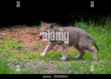 Lupo eurasiatico / lupo grigio europeo / lupo grigio (Canis lupus) cucito vicino a den in foresta Foto Stock