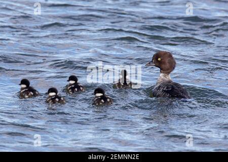 Il goldeneye di Barrow (Bucephala islandica) femmina che nuota con pulcini nel lago Mývatn, Islanda Foto Stock