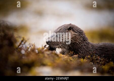 Una giovane lontra eurasiatica che mangia uno sgombro in riva al mare
