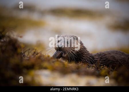 Una giovane lontra eurasiatica che mangia uno sgombro in riva al mare Foto Stock