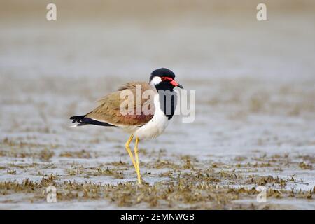 Red Wattled Lapwing Bird è in piedi nella Wetland Foto Stock