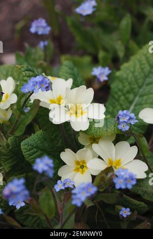 Primula vulgaris e Myosotis sylvatica in giardino. Primrose e dimenticare Me Nots. Foto Stock