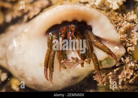 Un granchio eremita che emerge dalla sua conchiglia Foto Stock