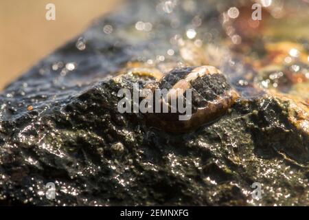 Una creatura marina su una roccia Foto Stock