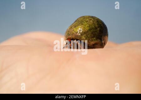 Un granchio eremita su una mano Foto Stock