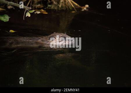 un piccolo castoro che nuota in un fiume buio Foto Stock