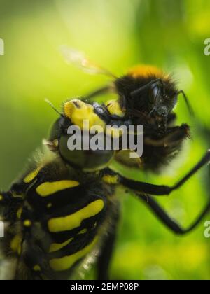 Una libellula che mangia un'ape Foto Stock