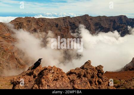 Un grovolo si riposa guardando l'impressionante paesaggio di nuvole e montagne vulcaniche dalla cima del punto di vista Roque de los Muchachos, sull'isola di Foto Stock