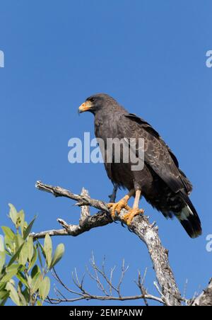 Falco nero cubano, Buteogallus gundlachii, adulto singolo arroccato nell'albero, palude di Zapata, provincia di Matanzas, Cuba Foto Stock