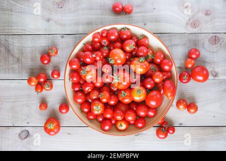 Lycopersicon esculentum. In estate il pomodoro raccolto. Con varietà miste. Foto Stock