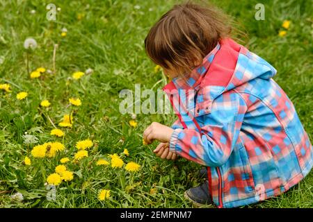 bambino di 4 anni in un bel prato primaverile raccogliendo fiori di dandelioni gialli fioriti. Visto in Germania nel mese di aprile. Foto Stock