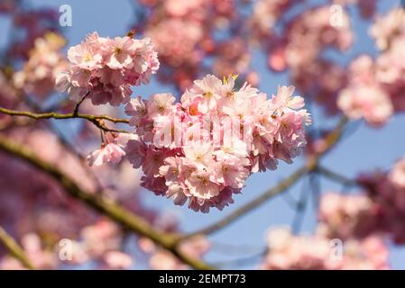 Ciliegia fiore appeso in un giorno di primavera incorniciato da i rami dell'albero Foto Stock