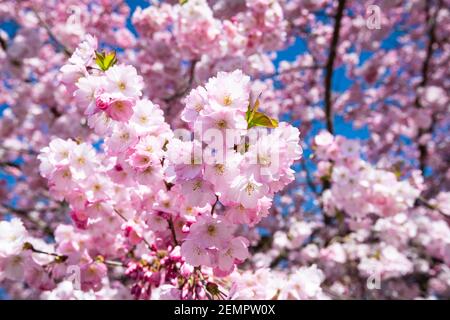 Fioritura dei ciliegi rosa contro il cielo blu in primavera Foto Stock