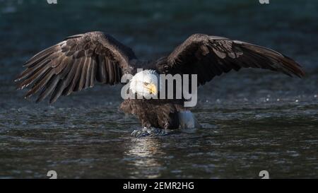 Aquila calva Haliaetus leucocefalo con ali sparse nel fiume Nooksack Dello stato di Washington occidentale Foto Stock