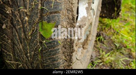Ruota nera sporca di un'auto e foglia verde bagnata della molla sul lato della strada. Sicurezza del traffico su foglie scivolose. Terreno bagnato Foto Stock