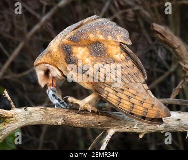 Primo piano di Barn Owl Tyto furcata mangiare un vaso sul bordo di hedgerow al crepuscolo in inverno nel Skagit Valley dello stato di Washington occidentale Foto Stock