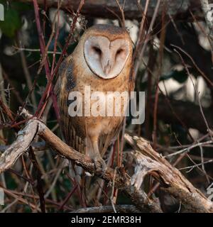 Primo piano di Barn Owl Tyto furcata orologi tranquillamente da Un hedgerow durante il giorno in inverno nello Skagit Valle nel Pacifico nord-occidentale Foto Stock