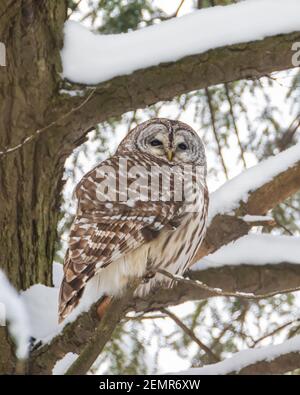 Gufo sbarrato sul ramo di pino con neve Foto Stock