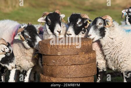 Lancaster, Lancashire, Regno Unito. 25 Feb 2021. Swaledale pecore godendo blocchi di alimentazione prima di lambing su Harrisend cadde vicino a Lancaster, Lancashire. Credit: John Eveson/Alamy Live News Foto Stock