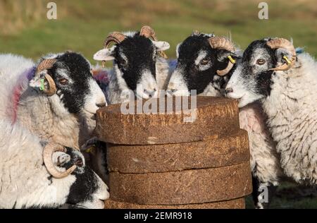 Lancaster, Lancashire, Regno Unito. 25 Feb 2021. Swaledale pecore godendo blocchi di alimentazione prima di lambing su Harrisend cadde vicino a Lancaster, Lancashire. Credit: John Eveson/Alamy Live News Foto Stock
