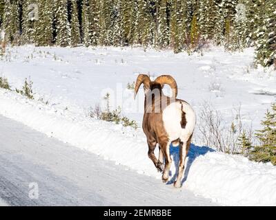 Bella pecora bighorn a piedi su una strada innevata nel Banff National Park, Canada Foto Stock