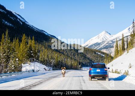 Vista posteriore di una pecora bighorn che cammina lungo una macchina Sulla Icefields Parkway Foto Stock