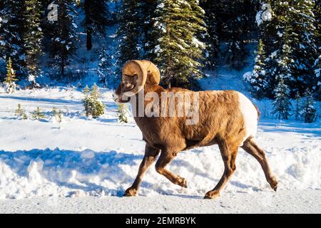 Bella pecora bighorn a piedi su una strada innevata nel Banff National Park, Canada Foto Stock