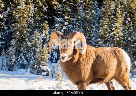 Bella pecora bighorn a piedi su una strada innevata nel Banff National Park, Canada Foto Stock