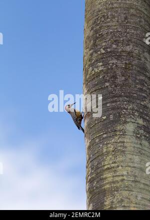 Picchio indiano occidentale, Melanerpes superciliaris, maschio adulto singolo arroccato sul lato di Palm Tree, Cuba Foto Stock