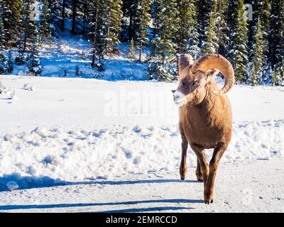 Bella pecora bighorn a piedi su una strada innevata nel Banff National Park, Canada Foto Stock