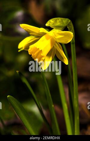 Primo piano di un daffodil nano in un giardino invernale a nord di Londra, Londra, Regno Unito Foto Stock
