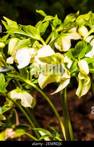 Primo piano di Helleborus orientalis bianco in un giardino invernale a nord di Londra, Londra, Regno Unito Foto Stock