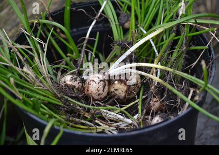 Piante da giardino Bulbi appena scavati - suolo e fango Coperto - Primavera - assegnazione - Nuova vita - radici Coltivazione - Yorkshire - UK Foto Stock