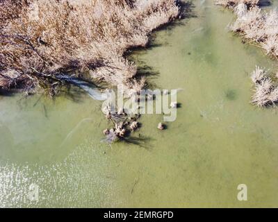 Drone che vola su stagni di pesca poco profondi vicino al fiume Sava, Zagabria, impianto di riscaldamento circostante con vista dall'alto verso il basso della vegetazione che cresce in acqua Foto Stock