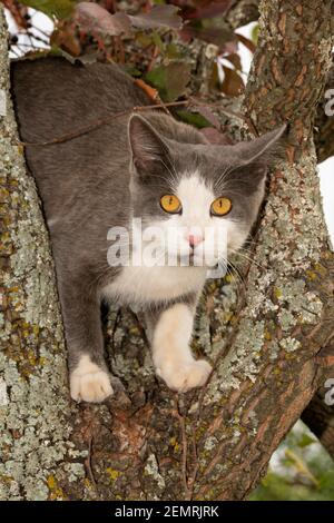 Gatto macchiato blu e bianco in alto in un albero di Persimmon, guardando lo spettatore Foto Stock