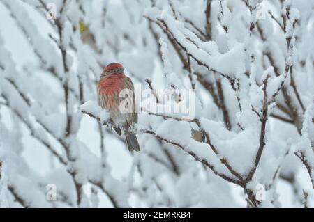 Maschio Casa Finch in una macchia innevata in inverno Foto Stock