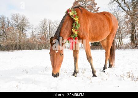 Carino cavallo arabo che indossa una corona di Natale con una Tinsel rosso e oro e un grande arco rosso, in piedi in neve coperto pascolo invernale Foto Stock