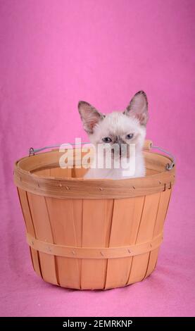 Piccolo tortino punto gattino siamese in un cesto di legno contro sfondo rosa Foto Stock