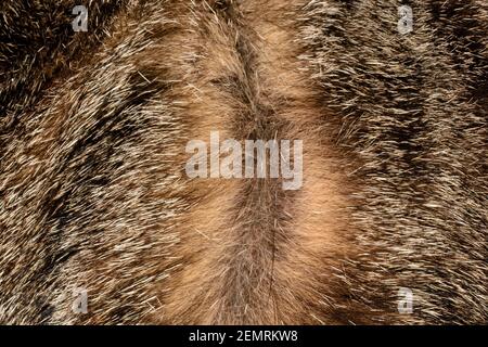 Capelli castani di gatto tabby divisi a radici per mostrare la coloriazione dei singoli capelli; con spiccata pigmentazione causata dal gene agouti Foto Stock