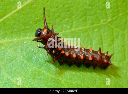 Giovane Pipevine Swallowtail farfalla caterpillar sulla parte superiore di una foglia, sollevando la sua estremità anteriore verso l'alto Foto Stock