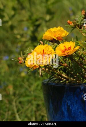 Fiori giallo brillante di Portulaca che crescono in un vaso di fiori blu profondo, su sfondo verde Foto Stock