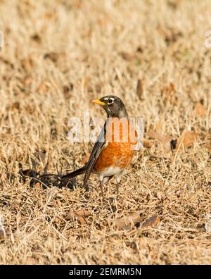 American Robin alla ricerca di cibo in asciutto, dormiente, erba in una giornata di sole inverno Foto Stock