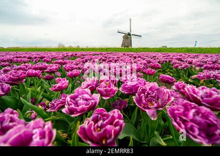 Tulipani e mulini a vento nei Paesi Bassi. Campi di Alkmaar in primavera Foto Stock