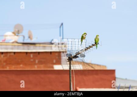 Monk Parakeet (Myiopsitta monachus), coppia appollaiata su antenna. Barcellona. Catalogna. Spagna. Foto Stock